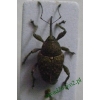 Curculio nucum Linnaeus, 1758 Słonik orzechowiec